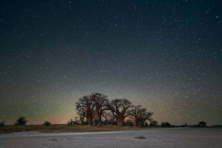 oriontree-720x480beth-moon-dunyanin-en-yasli-agaclari